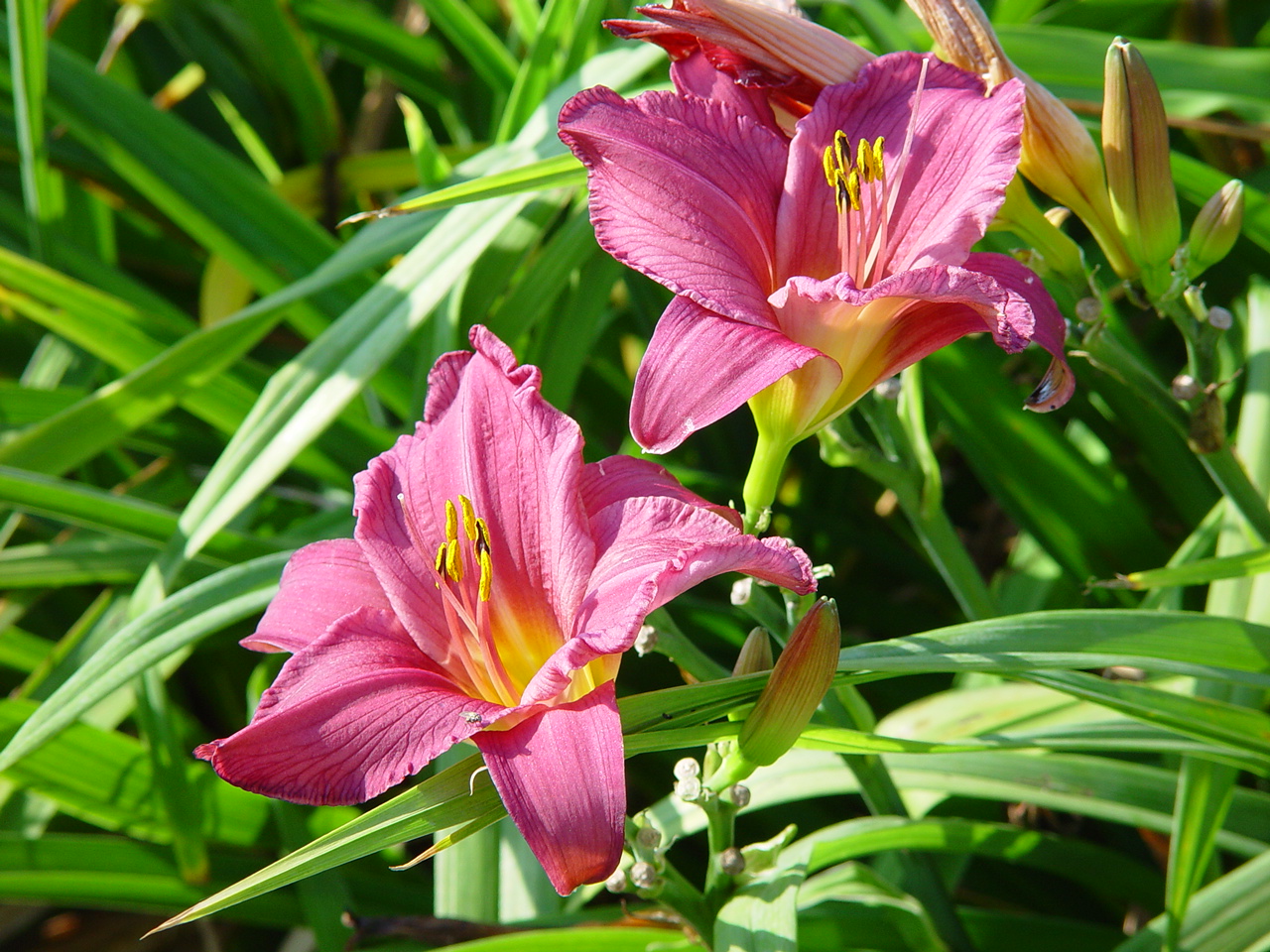 Hemerocallis 'Summer Wine'